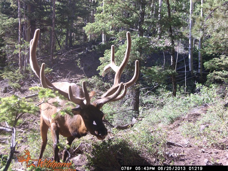 TrailCamNation's tweet photo. #ElkWednesday https://t.co/XpGeo2oOVd