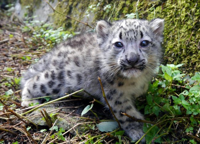 ねとらぼ V Twitter 300rt モフモフがかわいい 多摩動物公園のユキヒョウの赤ちゃん 名前の投票が始まるよー T Co Tthskvdxnc