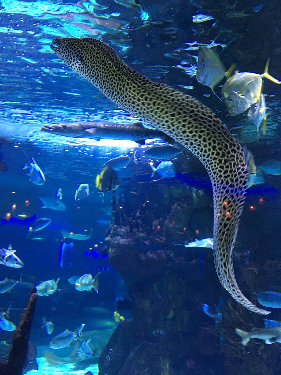 Bookbug_Jess's tweet image. Lunch with this cool fish 🐟 @ Aquarium Restaurant (the cheesy garlic mash is amazing) #jessandlilliemeetsarah @BloomsburySyd @SJMaas
