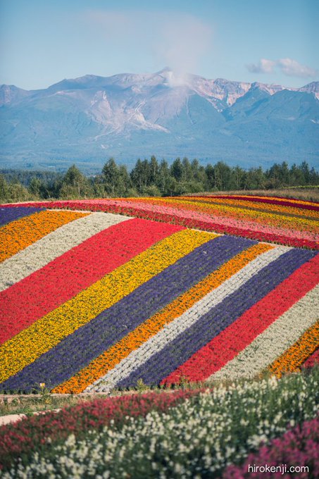東京近郊でデートするなら花畑はいかが 絶景の花畑5選 ラディーチェ