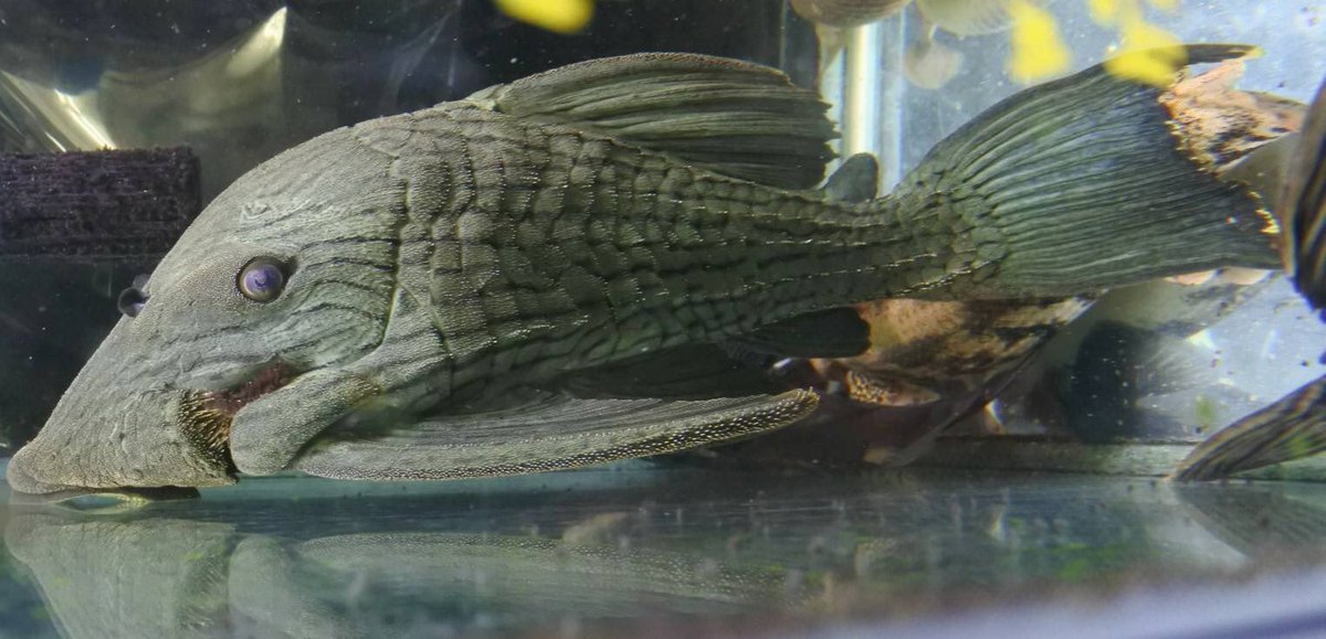 かねだい四街道店 熱帯魚オススメ情報 どれも買い込み個体でお買い得です T Co Xb9mnlitv6 かねだい 熱帯魚 ウツボ 淡水ウツボ プレコ パナクエ かねだい四街道店 熱帯魚オススメ情報 どれも買い込み個体でお買い得です T Co Xb9mnlitv6 かねだい 熱帯魚 ウツボ 淡水ウツボ プレコ パナクエ