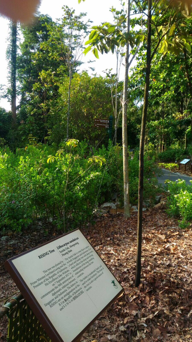 kbrisingapura's tweet photo. President @jokowi &amp; Ibu with PM @leehsienloong &amp; Madam did the #RISING50 Tree planting ceremony and casual walk at the Learning Forrest, BGS https://t.co/sEmvxLMV8R