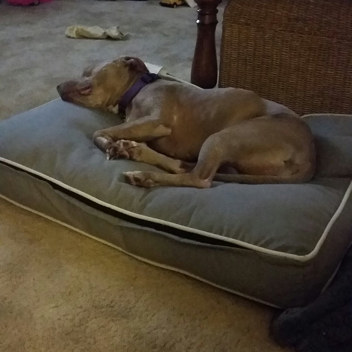 pit_trinity's tweet image. I'm still expawsted from cousin @blackfridayjake being here