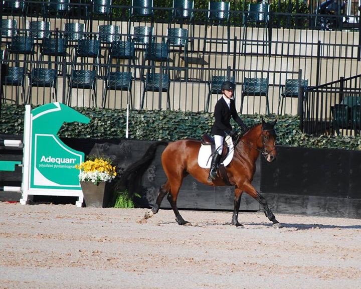 skeens_eventing's tweet photo. Great shot of Rocky in the #showjumping at #aec2017! ••• #rocmaster #gorockygo #aec #tryon #eventing #horsepower #horse https://t.co/OIiwZUoh89