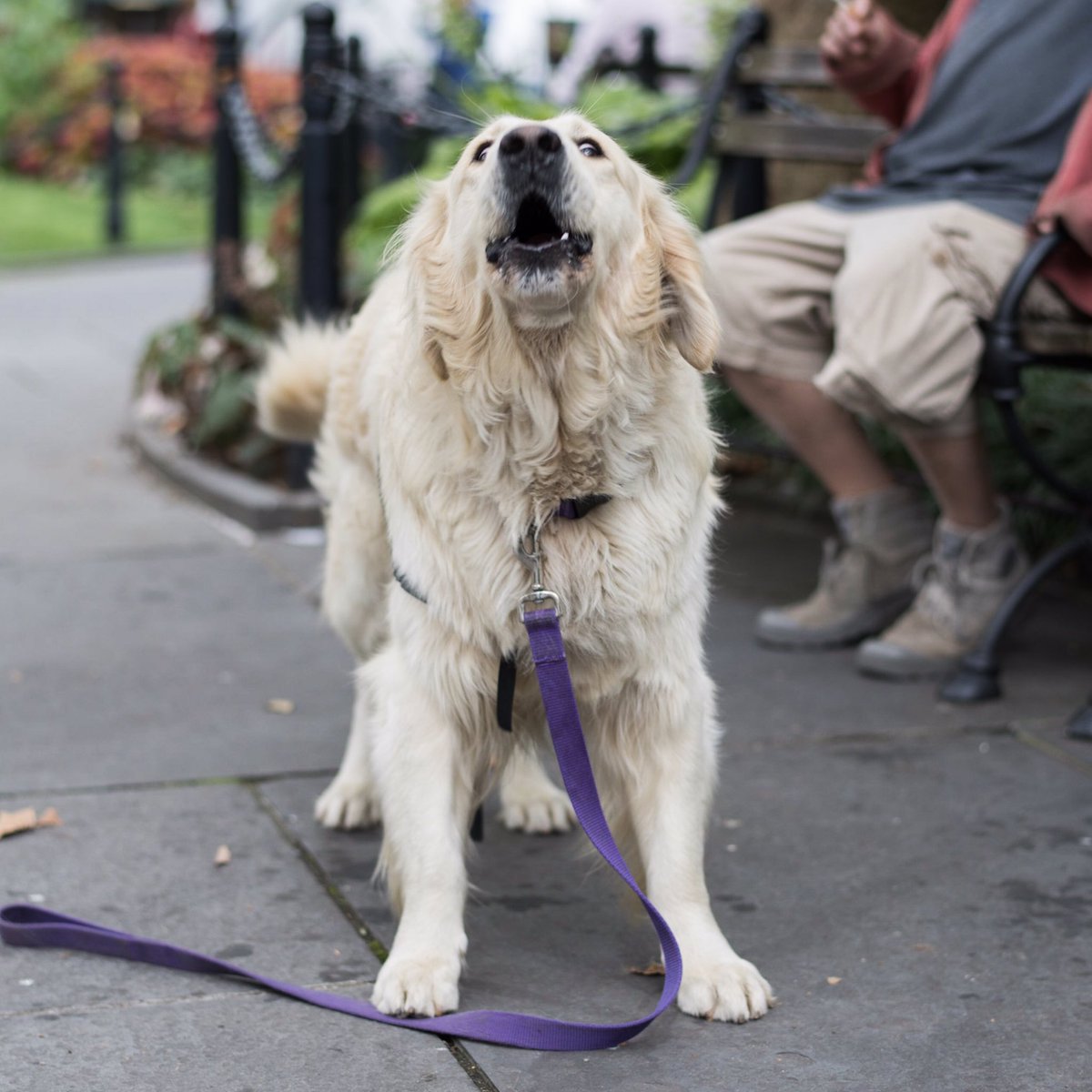 Sandy, Golden Retriever (4), Abingdon Square Park, NYC • "He's my mobility service dog. He helps me get up – I have three rods in my leg."