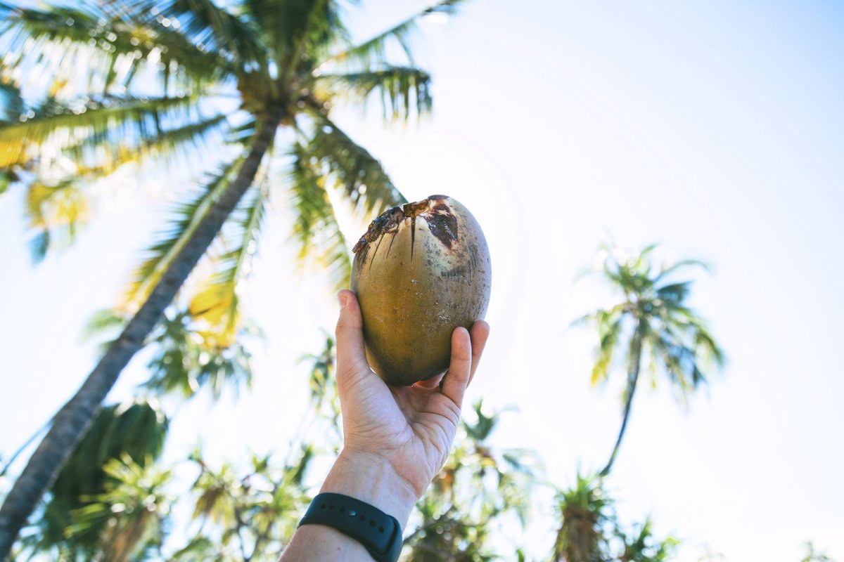 p2pbean2bar's tweet photo. Coconut sugar questions?  We have answers.  https://t.co/PS4lNTOkQQ  #chocolate #coconut sugar #beantobar #craftchocolate https://t.co/4vrw3LtHq9