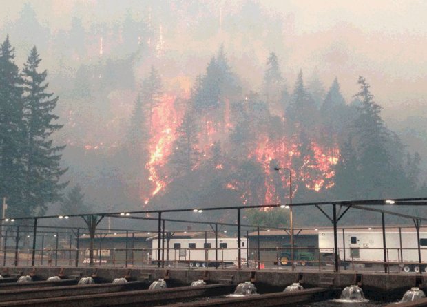 FishCascadia's tweet image. ODFW releases 600K juvenile Chinook #salmon from hatcheries as the Eagle Creek fire threatens facilities oregonlive.com/wildfires/inde…