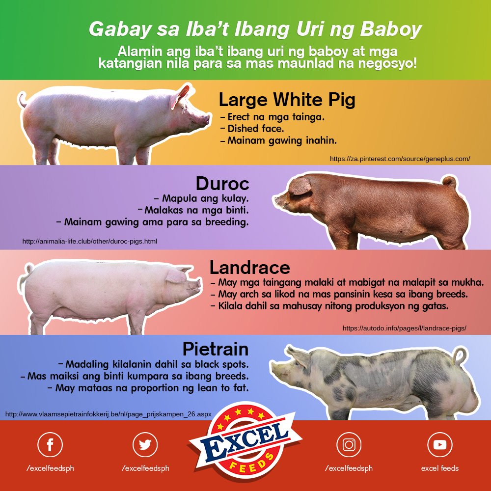 Ibat Ibang Lahi Ng Baboy