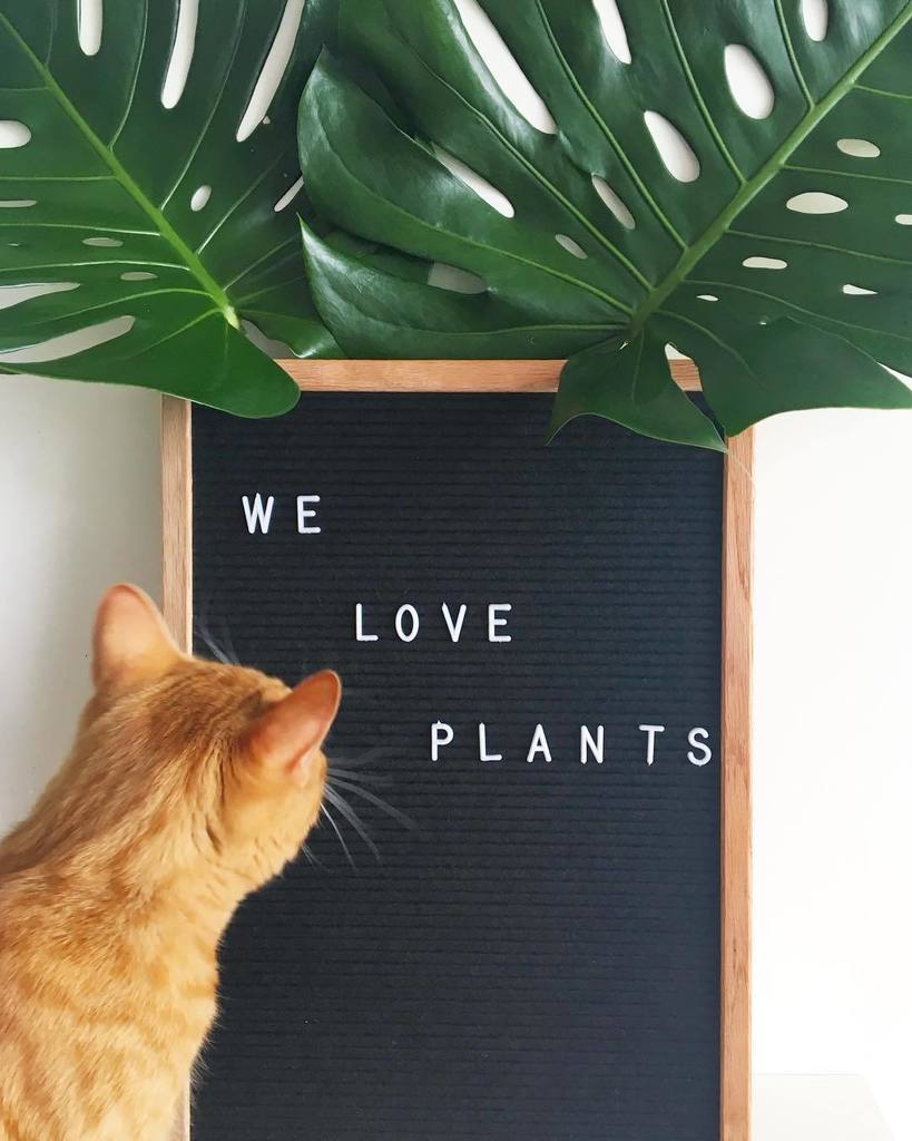 CATCI_designs's tweet photo. We really do #weloveplants .
💚🌵🌱🌵💚
.
#catci #catcidesigns #plantsbycatci #catsandplants #plantsandcats #monstera #… https://t.co/4jBpQg9wzM https://t.co/8dOFvPpiI5