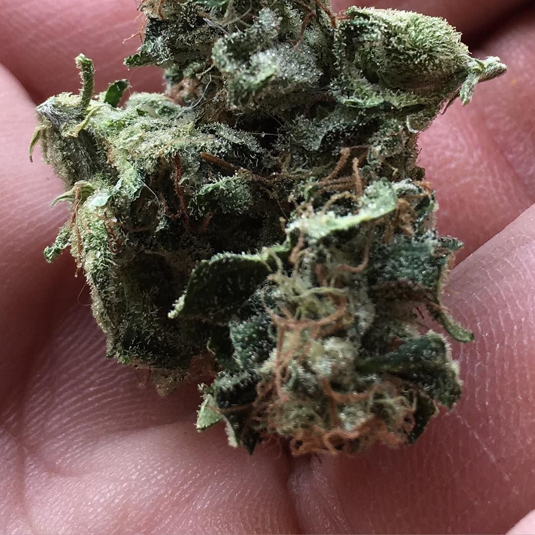 #weed #420 #pot #bud #nug