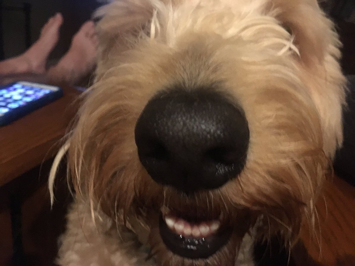 Dog_Named_Lily (dog_named_lily) Twitter