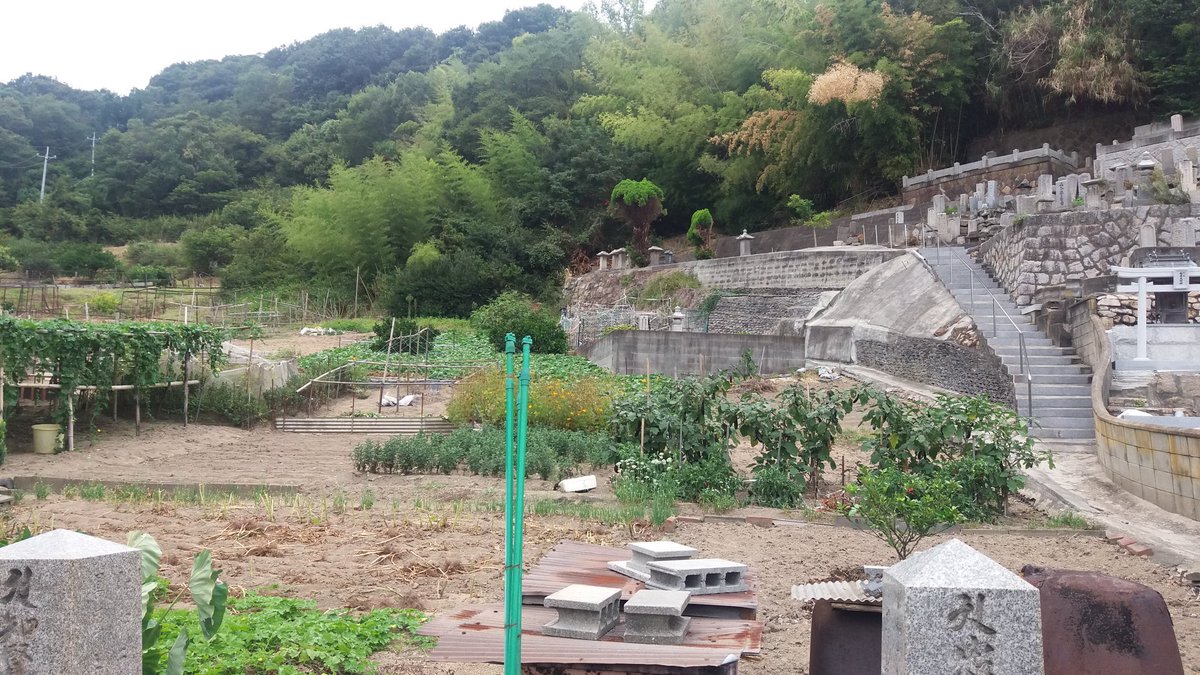 LouiseHung1's tweet photo. #Graveside farming in #Manabeshima. Plus temple cat. https://t.co/ADrsBrYwlN