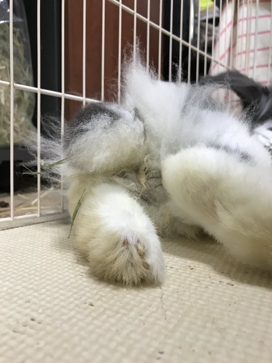 Save The Rabbits Twitterissa お尻の毛が うんちやおしっこが付きまくり さっきはチモシーの穂が絡まってました うさぎのサリー うさぎ ライオンロップ 里親募集中 Save The Rabbits Twitterissa お尻の毛が うんちやおしっこが付きまくり さっきはチモシーの穂が絡まってました うさぎのサリー うさぎ ライオンロップ 里親募集中