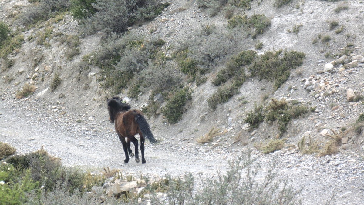 TouristGuide12's tweet image. Horse riding is available in wonderful land! Most recommended place to visit! 
#Mustang #Nepal 😊