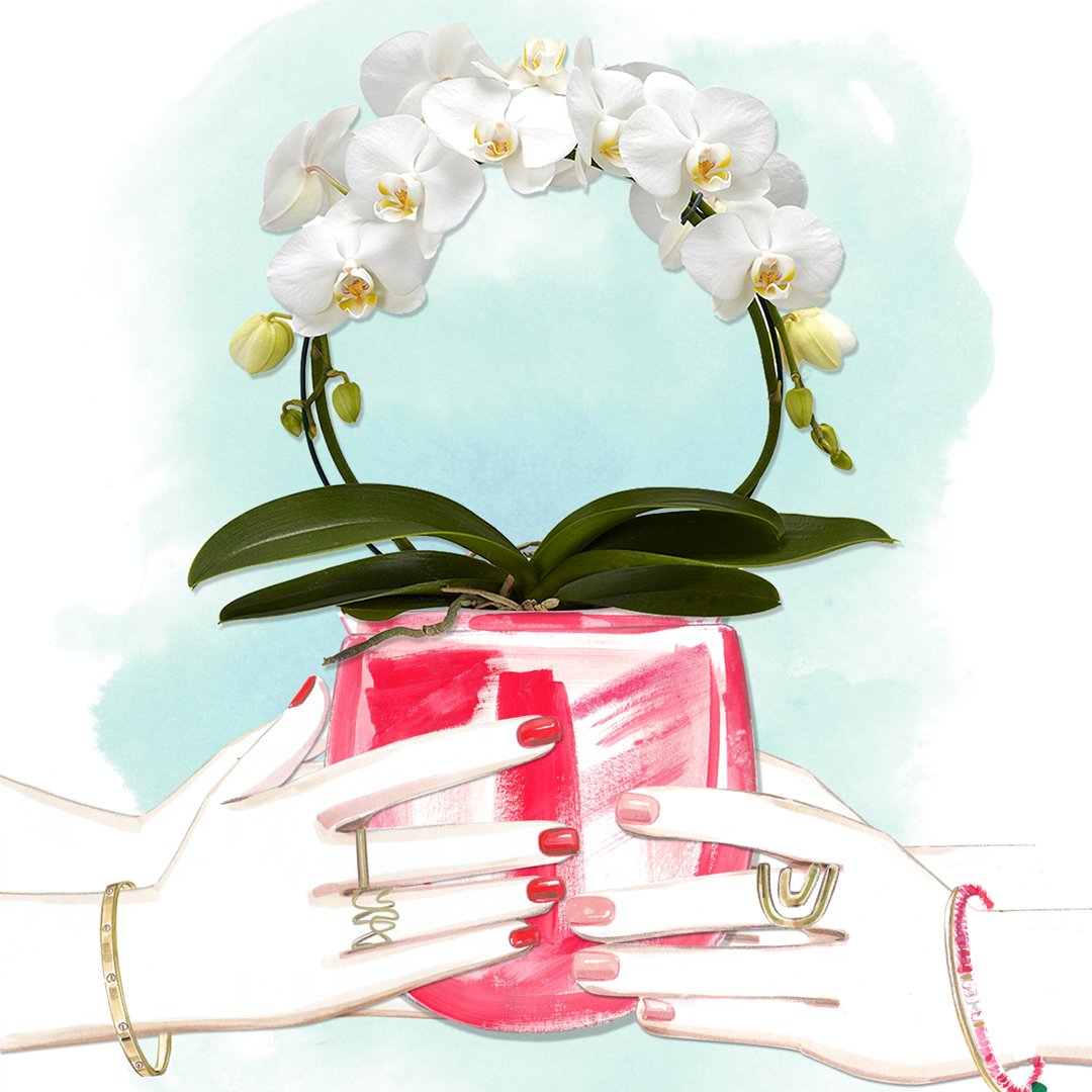 Het is de Internationale Dag van de Orchidee! Wij vieren deze dag met de orchitypes test. Ontdek welke orchidee je het best kunt geven!