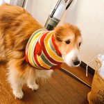 思ってたのと違う？間違ったサイズを買ったのに着せるまで気付かなかった飼い主と犬ｗ