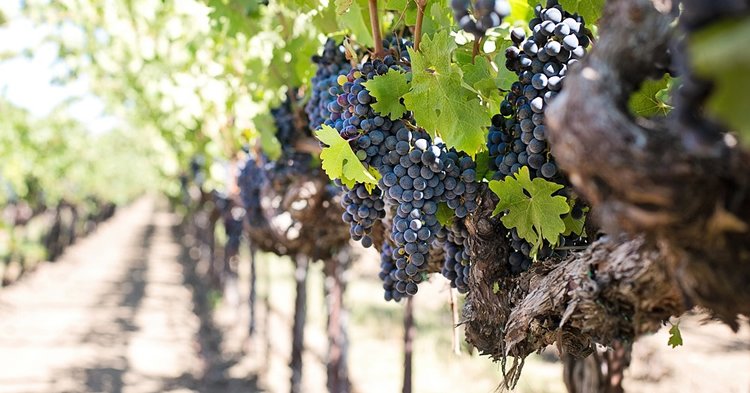 ¿Crees que eres un hacha en conocimientos sobre la #vendimia? ¡Demuéstralo con este test de <a href="/vinopack/">vinopack</a>! bit.ly/2gMe8z4 😉🍇