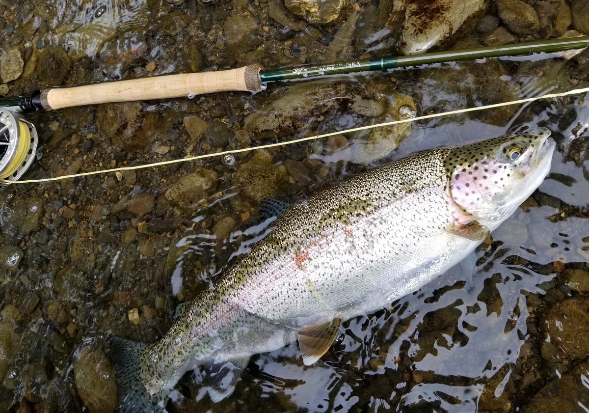 TYNMON's tweet image. The #NRX 6wt Switch has the perfect balance of finese and power for both spey casting or nymphing. @FishGLoomis  @SciAnglers  #feelconnected