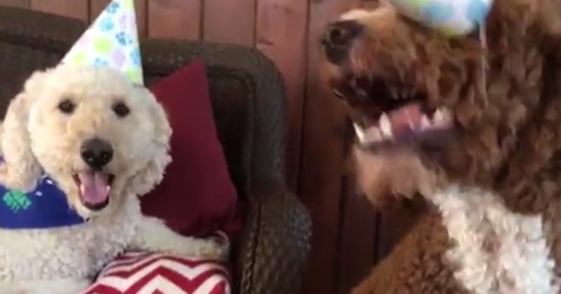 GoTripsES's tweet image. They Were Trying To Sing Happy Birthday When This Funny Dog Stole The Show ift.tt/2eHUUWY