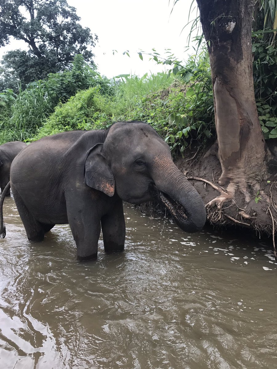 APattii's tweet photo. #ElephantTime https://t.co/ntB4sg6gMW