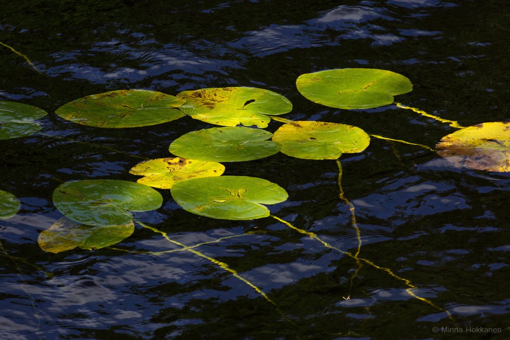 adhokkanen's tweet image. #järviterapia #laketherapy #luonto #nature #syksy