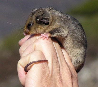 Science_Academy's tweet photo. On #ThreatenedSpeciesDay see how climate change is impacting habitats & threatening biodiversity #SayNoToExtinction! https://t.co/DMI2jSLNSN https://t.co/hWrAg1LSzR