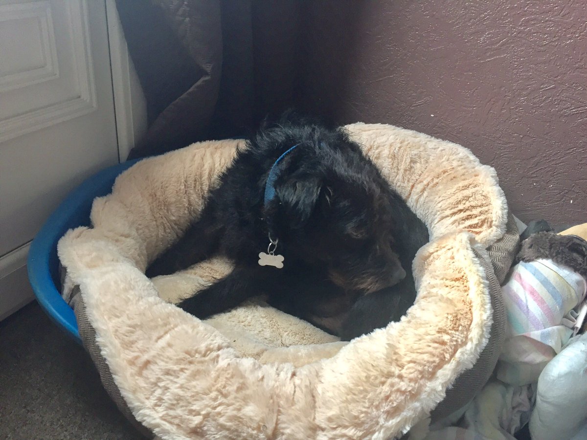 Baxter_Boo_'s tweet image. New bed