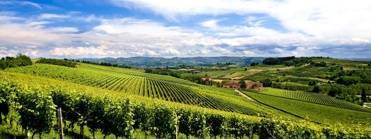 TenutaCarretta's tweet photo. Un ringraziamento speciale a @vinoecibo, che racconta sul suo spazio web i #550anni di #TenutaCarretta | https://t.co/RbXErJYe4Q https://t.co/ezkktF9ld2