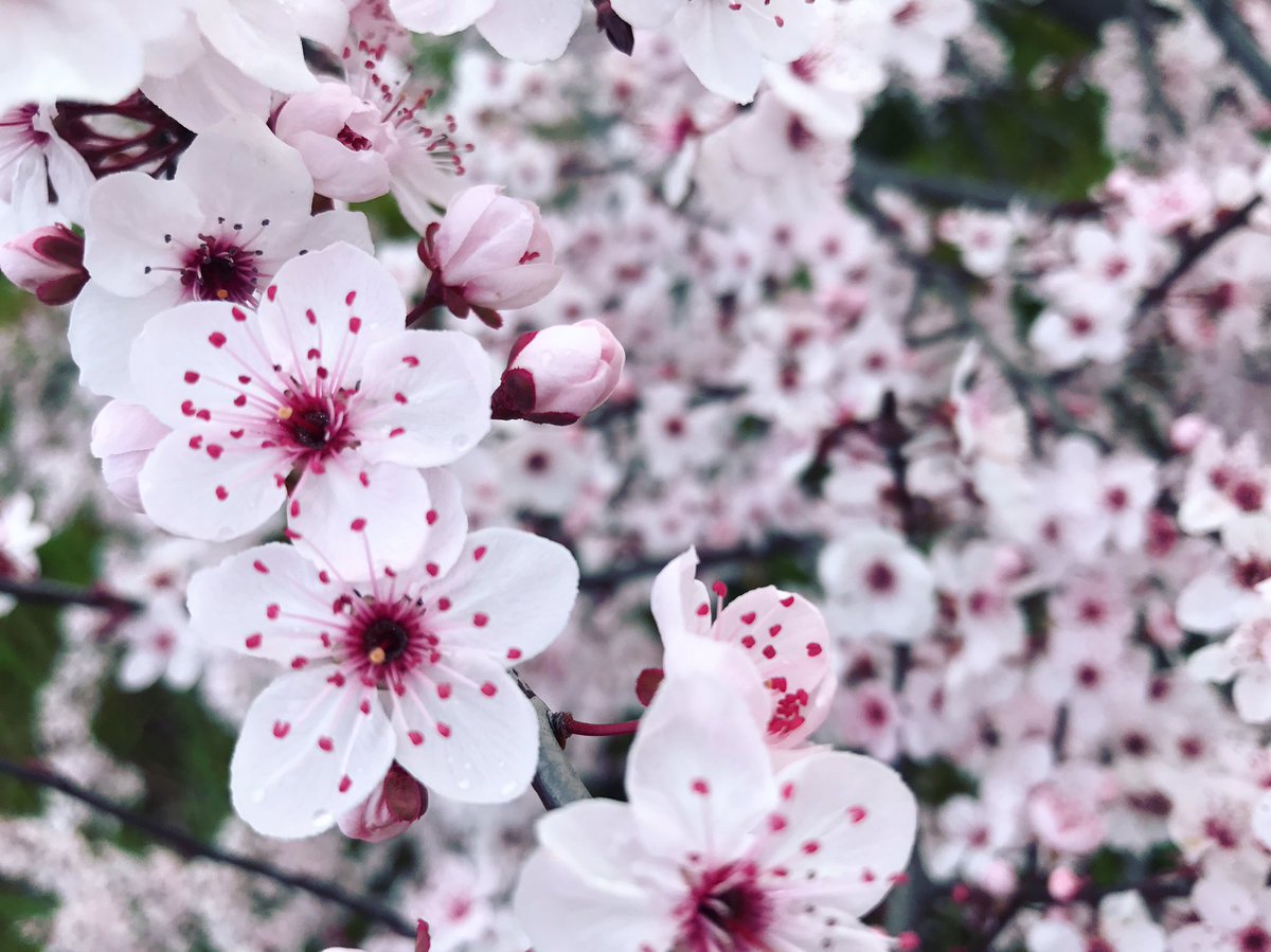 lulara_'s tweet photo. How good is iPhone quality? Oh and spring 🌸☀️🌸 #spring #australia #iphone https://t.co/P6n1YHsYLB