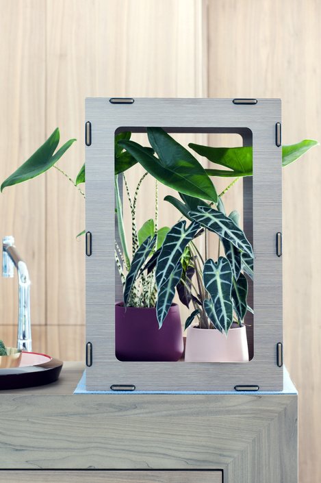 House Plant of the month for September is Alocasia
Please see our facebook page for more info on this beautiful plant!