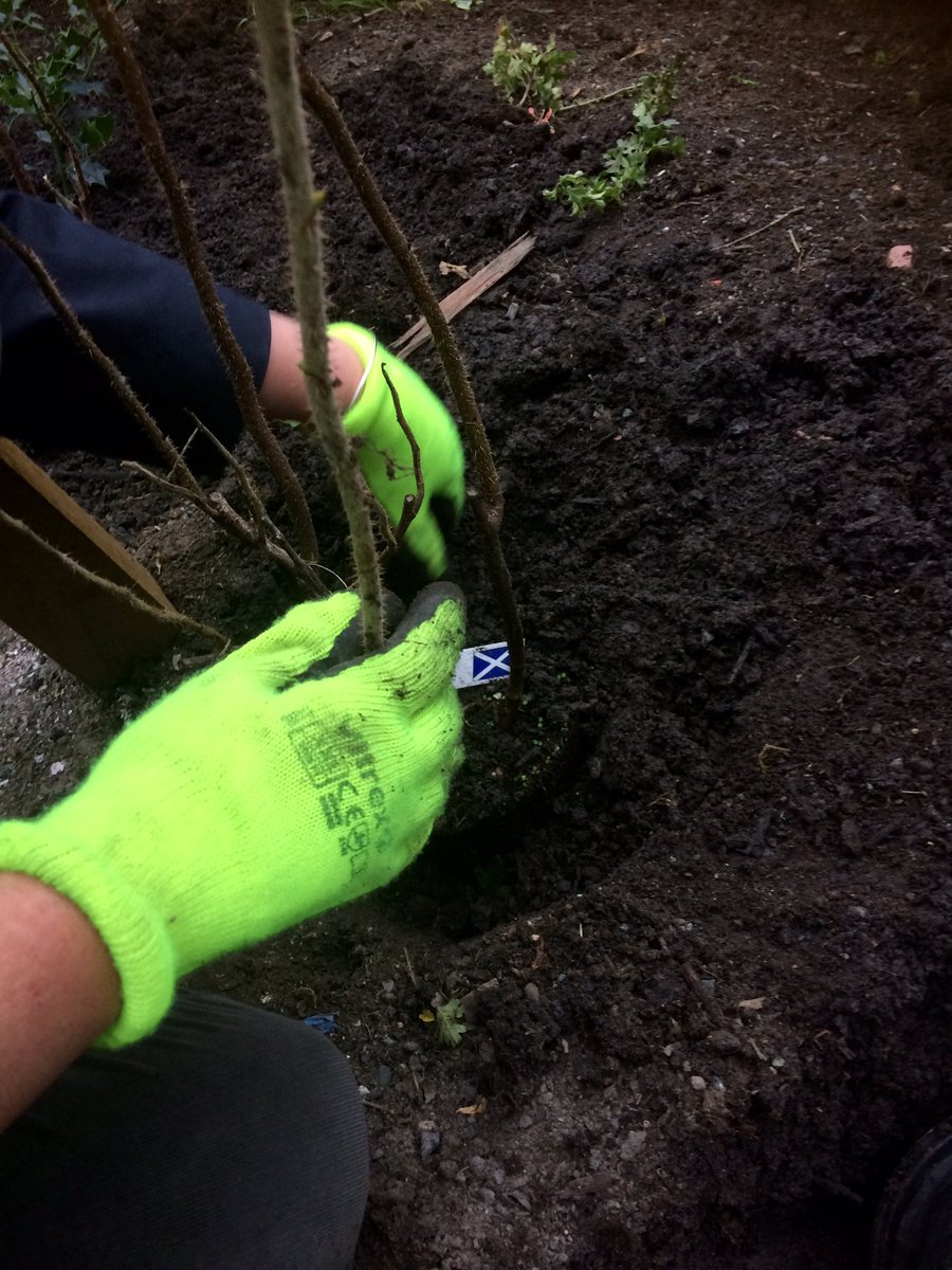 SixtySteps's tweet photo. We have plants in the Bellevue garden now – just grass and wildflowers to go. https://t.co/Ro7MP94efG