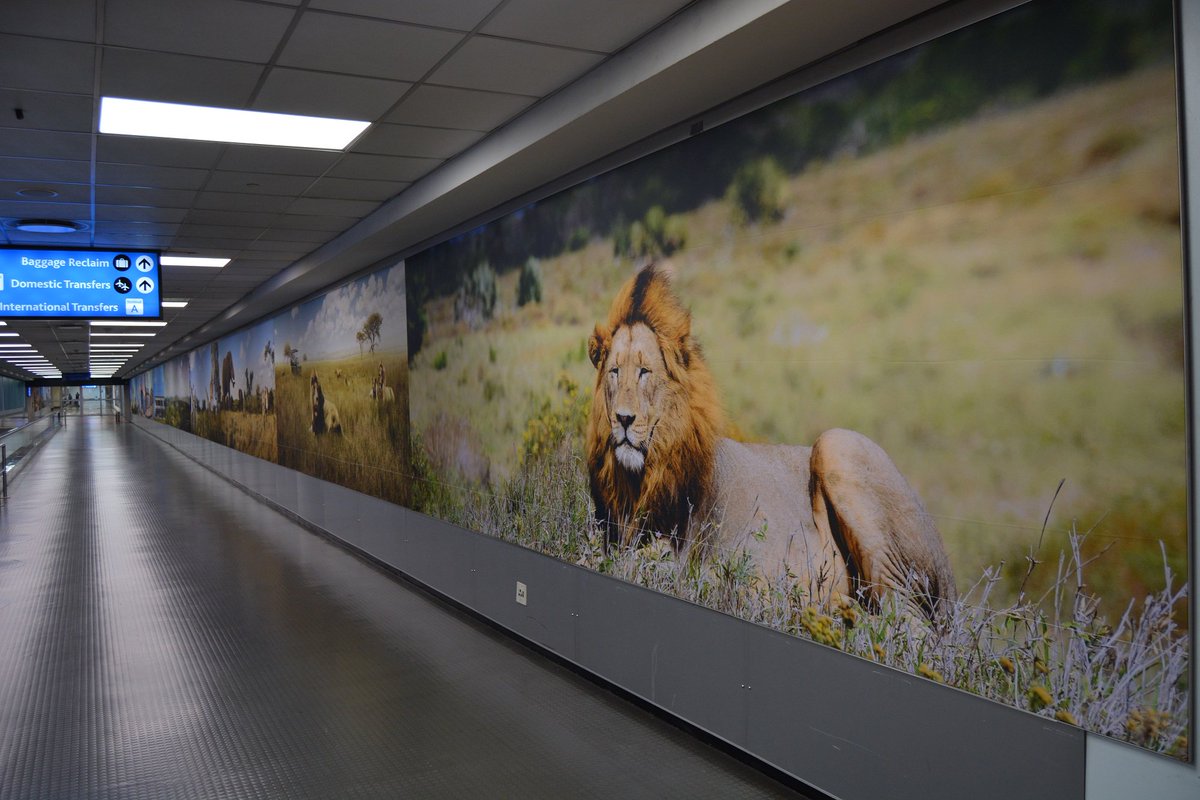 Blood_Lions's tweet photo. NEWS: @ortambo_int Airport has replaced their original cub petting photo with a wild lion image: https://t.co/l2JAoSaQ5B https://t.co/xOGyoIwRBR