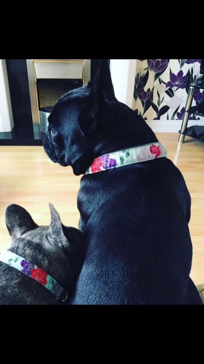 HUNTERPET_UK's tweet photo. These two are the cutest in their matching Rose Aluminium buckle collars. What a beautiful pair ๐๐ถ๐#hunterpet #rosecollar #loveyourdog https://t.co/HdGwcvnQLf