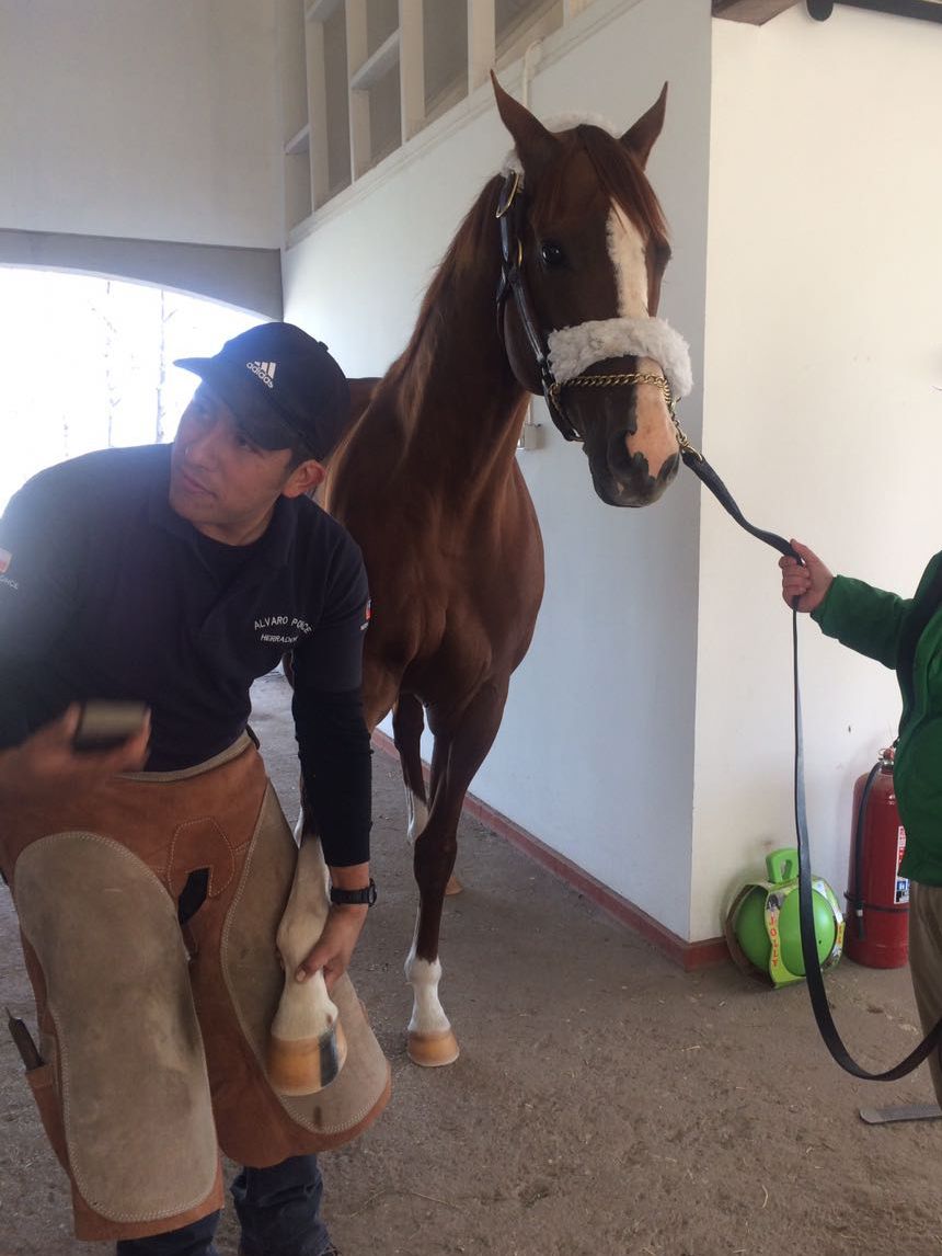 HarasSumaya's tweet photo. Grandes cuidados para un gran caballo 🐴. #CaliforniaChrome fue atendido esta mañana en @HarasSumaya por el herrador Álvaro Ponce. https://t.co/CfTMb73Eoo