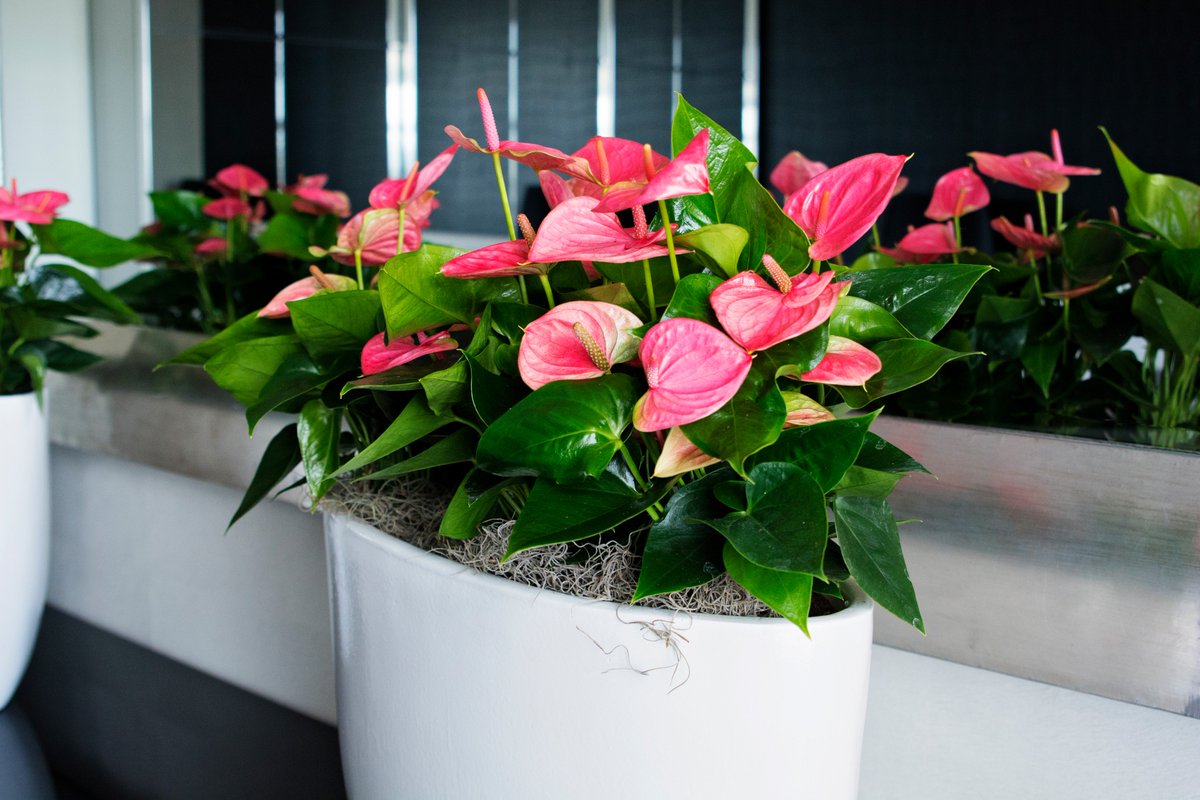 TiSentoPlants's tweet photo. De TiSento potanthurium is met haar exotische flamingobloem een klassieke schoonheid. Ze is sterk en geeft het hele jaar door bloemen. https://t.co/25UsWGLJ2L