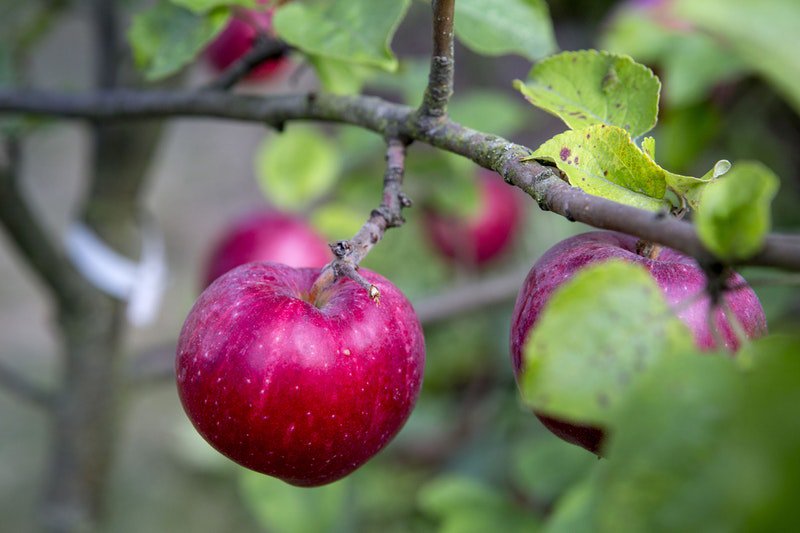 vltse's tweet photo. HELGTIPS! Vet du vad ditt äpple heter – äppelexperten hjälper dig
#mitt021
https://t.co/HIxtfVAkch https://t.co/4uMuA9fo0b