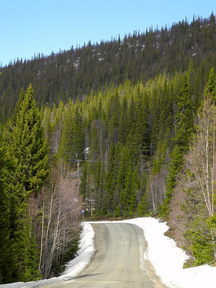 Västerbottens museum tweet media