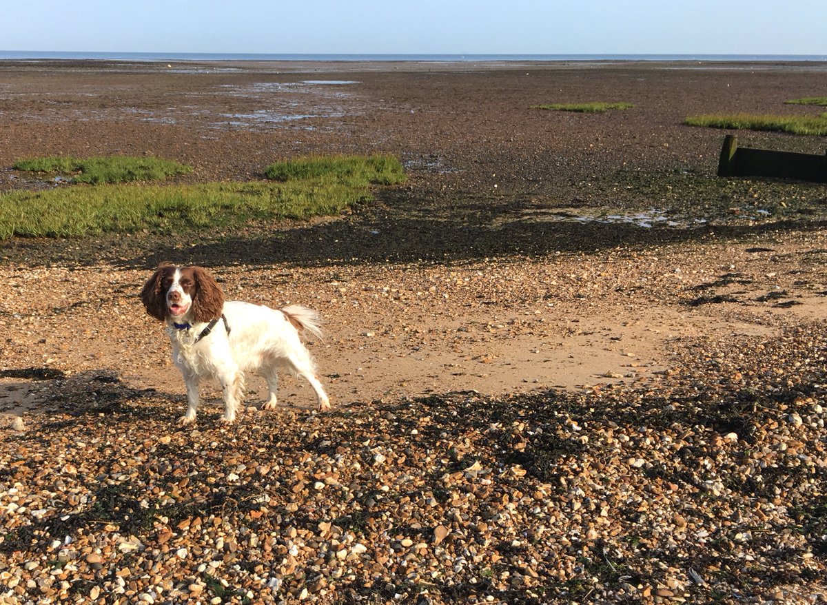 Another shot of dog on beach but I am loving my morning strolls