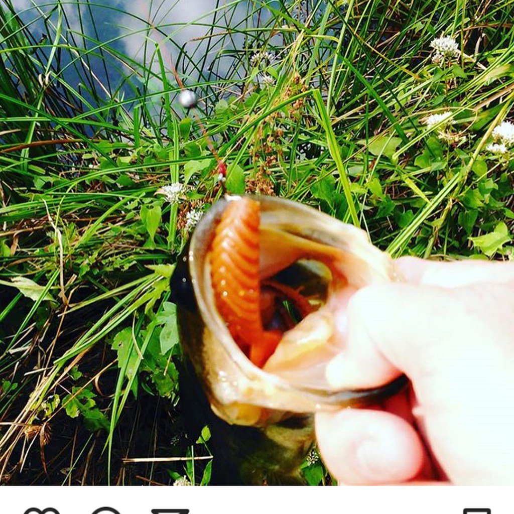 RANDMAN2011's tweet photo. 3.5″ Buzz bug is such a snack for bass. #softplasticbaits #plasticbaits #baits #… https://t.co/MRxFz0AZ3c https://t.co/LsVlzSt7Wl