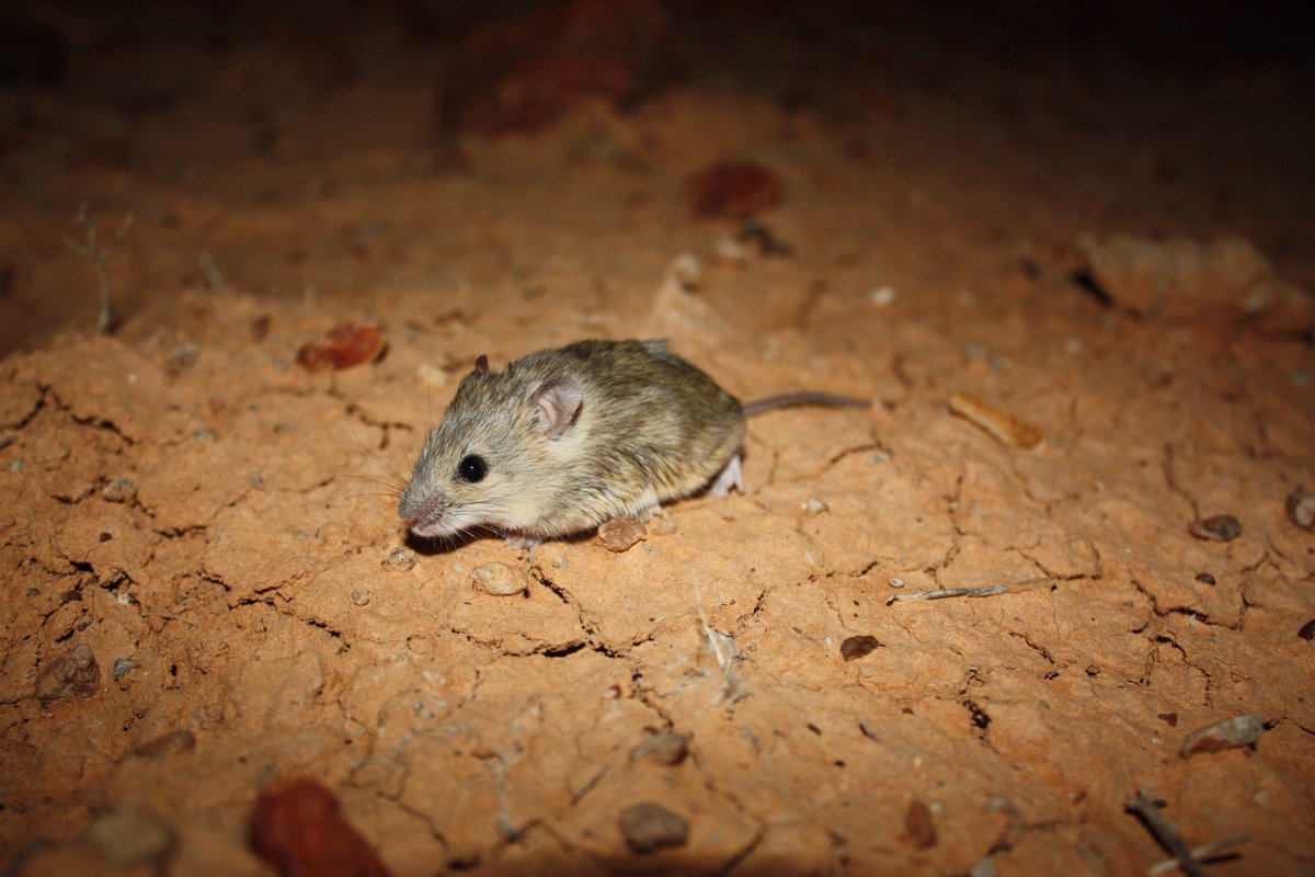 Don't forget our small desert mammals on #ThreatenedSpeciesDay. Here are some of my favourites #wildoz #dunnarts #ozrodents #mammalwatching