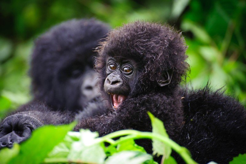 RafikiExplorer's tweet photo. Rwanda names 14 baby Gorilla, 02 New Families at Kwita Izina 2017 #gorilla #Rwanda #KwitaIzina  
https://t.co/N0zlgy1W5G https://t.co/yIhcEZGRil