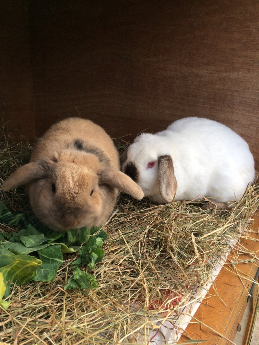 sussexliving's tweet photo. Bramble the #DwarfLop & Buttons the brain-damaged #Himalayan are 2 bunnies at @Raystede #Ringmer who need a new home https://t.co/QQePGC6SJb https://t.co/y6UeXlO1Iv