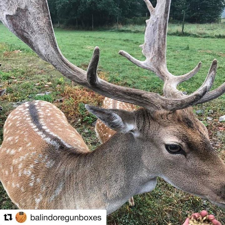 BritishShooting's tweet photo. #Repost @balindoregunboxes (@get_repost)
・・・
In Poland at my good friends place.
#balindore #deerhunter #deerhunting #poland #knife #britis… https://t.co/uPv6Wtvrcj