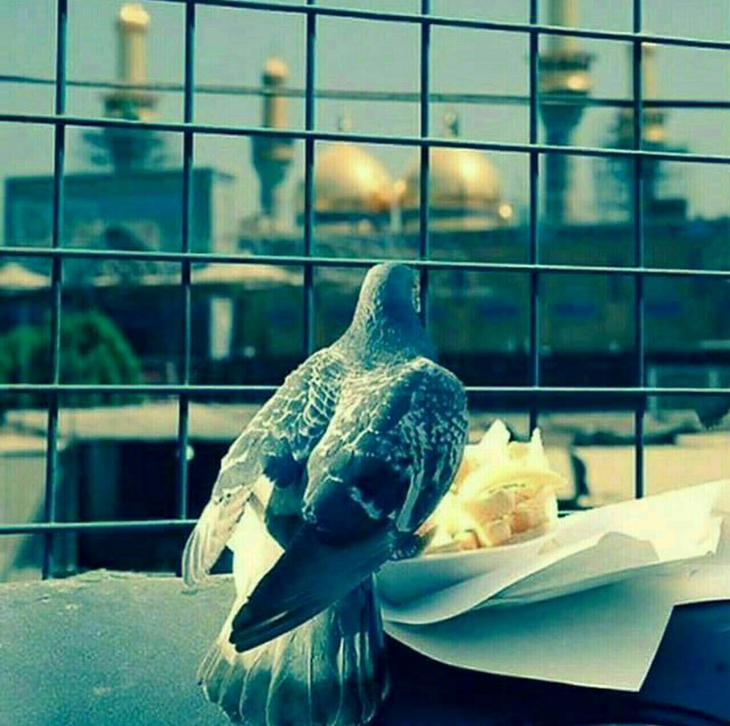 هـامَ قلبـي و الفــُؤاد
 بين موسى والجوادْ
فهنـا بــابُ الحـوائج
و هـنا بــاب المــُراد