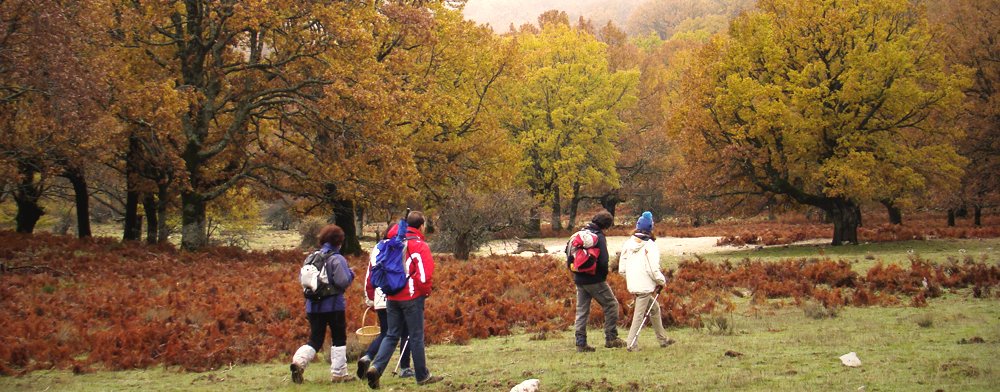 🍁¡Se acerca el otoño! Nuestro parque natural vestirá sus mejores galas.
📷: Torca de los Melojos, cientos de robles... (Quercus Pyrenaica)