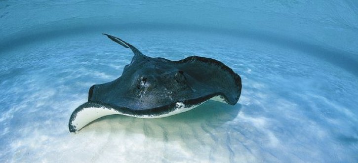 Fancy a day out with a bite? Get one child entry to <a href="/BluePlanetUK/">Blue Planet Aquarium</a>  for just £1 with any full paying adult! ow.ly/Eclw30c3Nf8