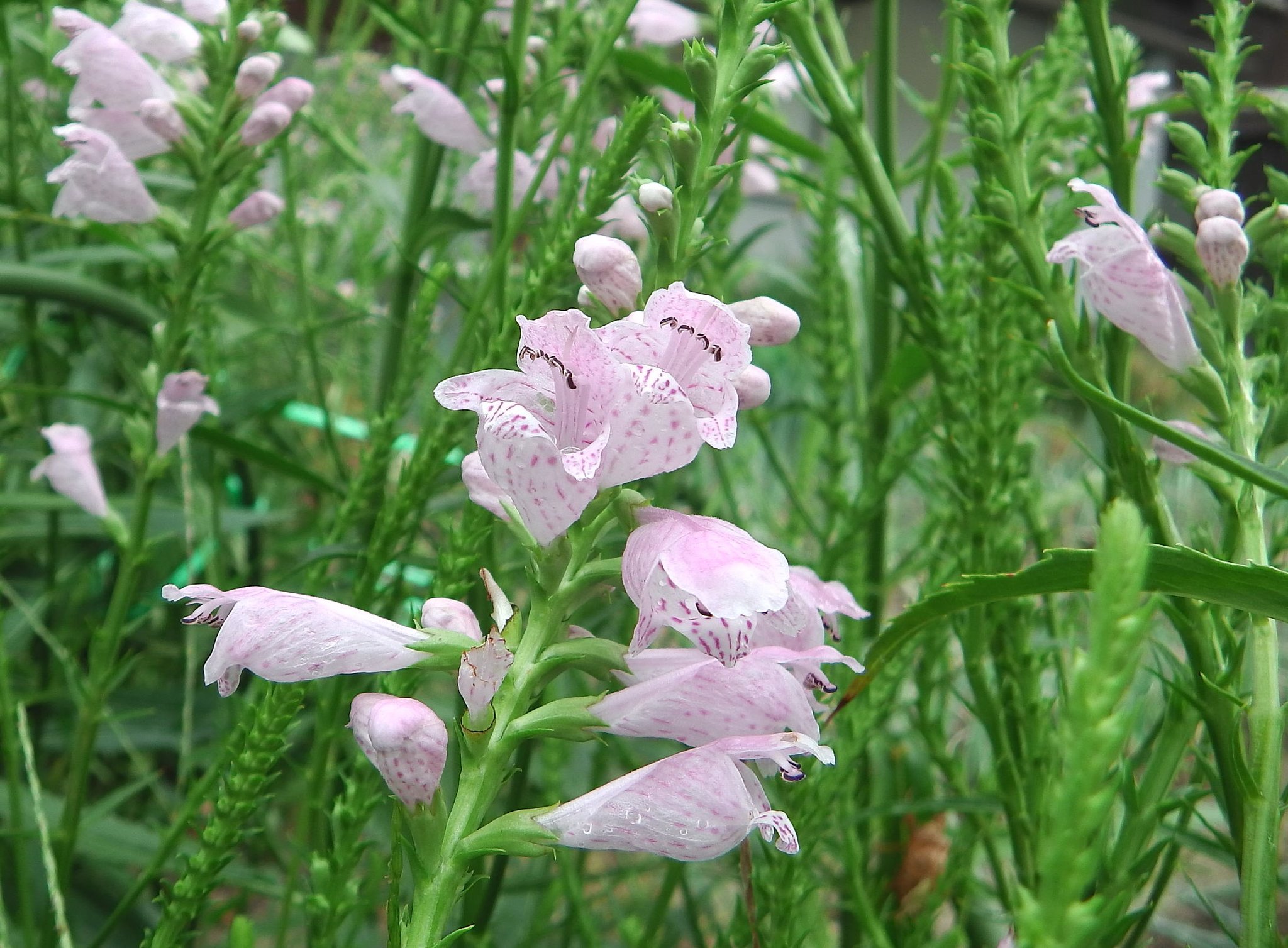 Yuki K 庭で ハナトラノオ が咲き始めました 花がうなずいて咲くジギタリス オオバコ科 と似ています 花虎の尾 カクトラノオ Physostegia Virginiana Obedientplant シソ科 Lamiaceae 北アメリカ原産 花 Flowers T Co 1ytbrfzzqf