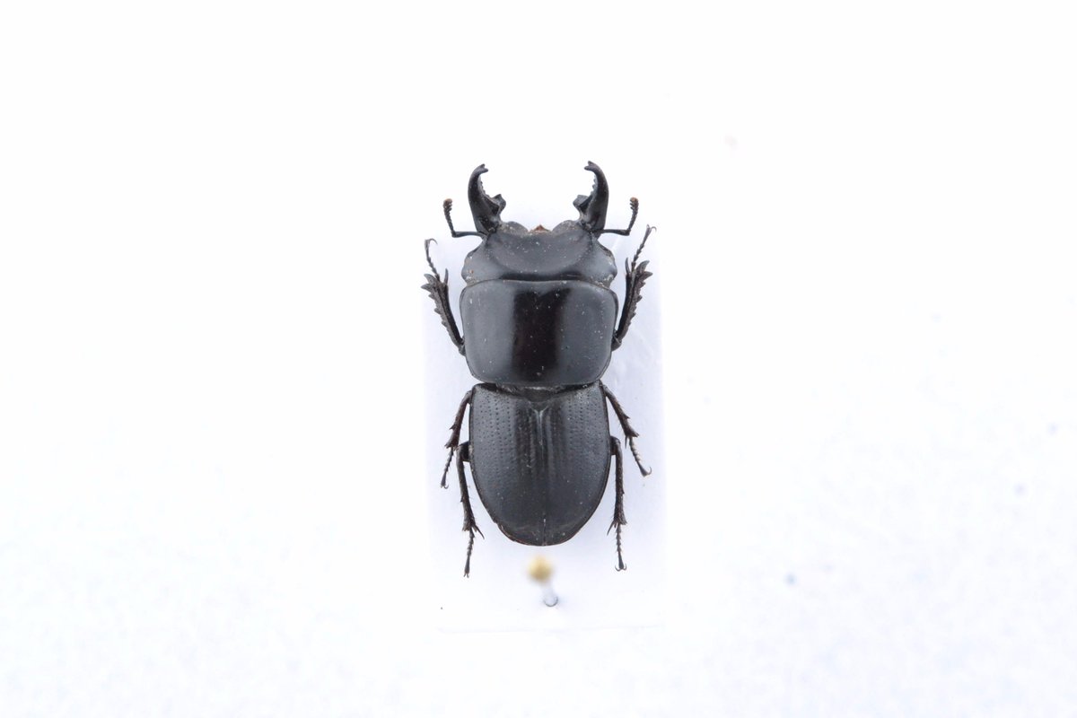 ブラジルのゴディンホルムダルマムネツノクワガタ Altitatiayus godinhorum