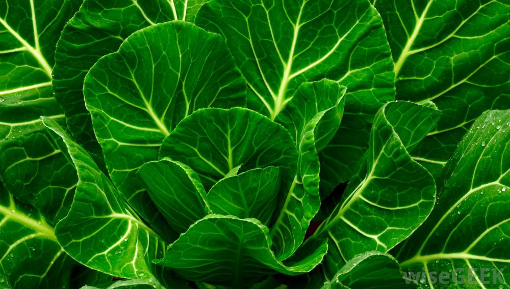 FoodProcessTech's tweet photo. #foodprocessing #interestingarticles
#Analysis of #Nutrition of #CollardGreen Grown in #China @ https://t.co/IL2ibCW3CC https://t.co/rI7FYAnCGu