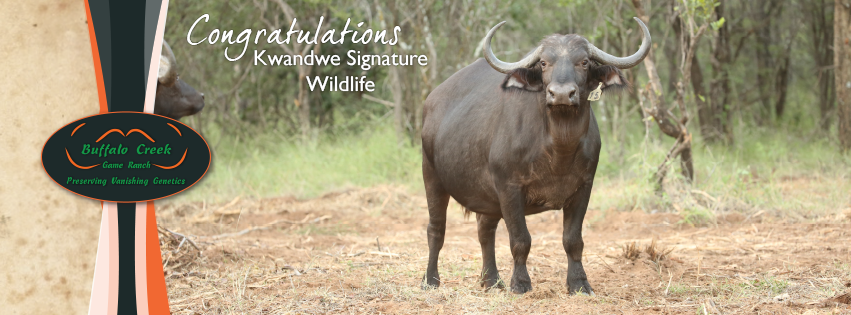 buffalocreekSA's tweet photo. Congratulations Kwandwe Signature Wildlife on your purchase of White 15. Thank you for your support at the 2017 Wildlife Legacy Auction! https://t.co/EYTM1ZetqK